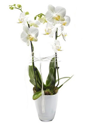 2 dall beyaz seramik beyaz orkide sakss Plevne Mahallesi iek maazas 