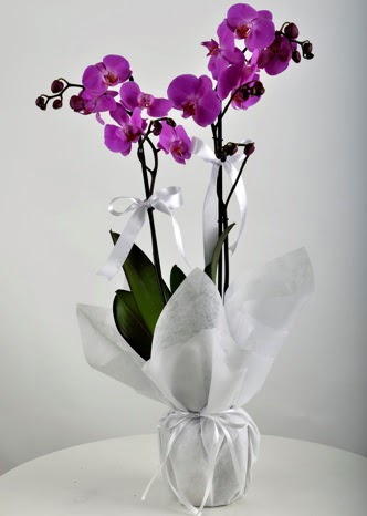 Çift dallı saksıda mor orkide çiçeği Menderes Mah çiçek yolla , çiçek gönder 