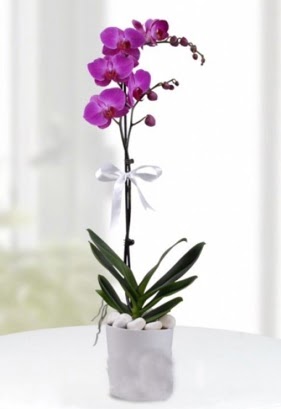 Tek dall saksda mor orkide iei Seluklu Mah kaliteli taze ve ucuz iekler 