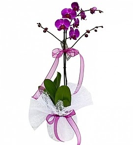 Tek dallı saksıda ithal mor orkide çiçeği Selçuklu Mah kaliteli taze ve ucuz çiçekler  