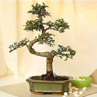 Shape S bonsai Bah�ekap� Mah cicekciler , cicek siparisi 