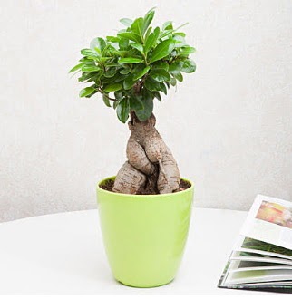 Ficus Ginseng Bonsai Fatih online �i�ek g�nderme
