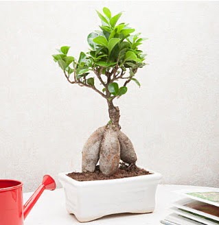 Exotic Ficus Bonsai ginseng Atatrk Mahallesi iek siparii 