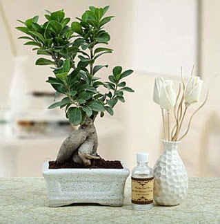 Ginseng ficus bonsai Sel�uklu Mah kaliteli taze ve ucuz �i�ekler 