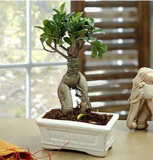 Marvellous Bonsai ginseng Atat�rk Mah yurti�i �i�ek sipari�i 