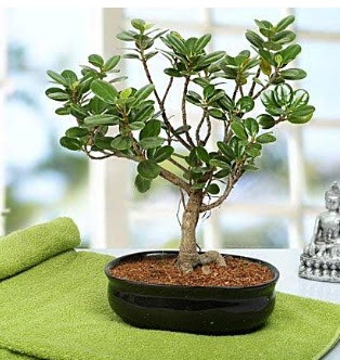 Lovely Ficus Iceland Bonsai Ulubatl�hasan Mah �i�ek�i 