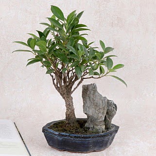Japon aac Evergreen Ficus Bonsai Plevne Mahallesi iek maazas 