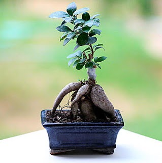 Marvellous Ficus Microcarpa ginseng bonsai Menderes Mah iek yolla , iek gnder 