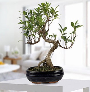 Gorgeous Ficus S shaped japon bonsai Yunusemre Mah hediye iek yolla 