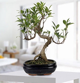 Gorgeous Ficus S shaped japon bonsai Yunusemre Mah hediye �i�ek yolla 