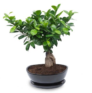 Ginseng bonsai a�ac� �zel ithal �r�n Tando�an Mah g�venli kaliteli h�zl� �i�ek 