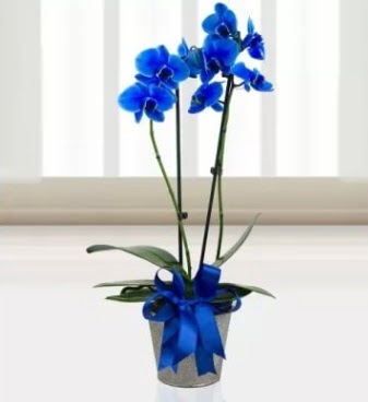 ift dall mavi orkide Maraalakmak Mah sevgilime hediye iek 