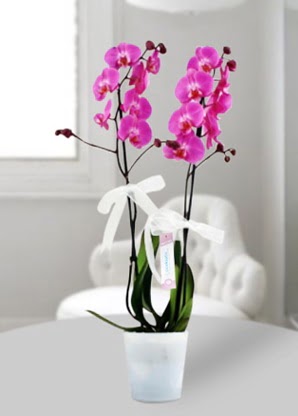ift dall mor orkide Seluklu Mah kaliteli taze ve ucuz iekler 