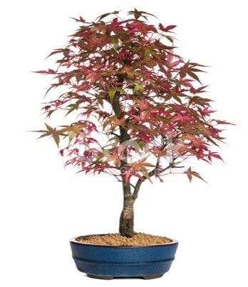 Ak�aa�a� bonsai s�per bonsai a�ac� Fatih �i�ek g�nderme sitemiz g�venlidir 