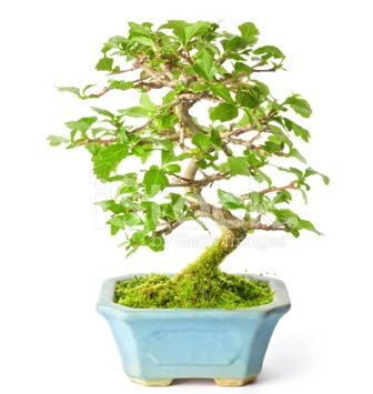 S zerkova bonsai ksa sreliine Bahekap Mah cicekciler , cicek siparisi 