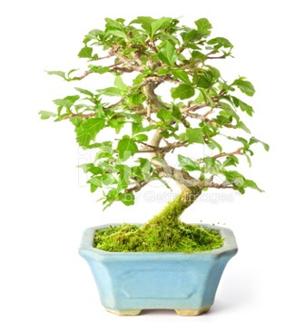 S zerkova bonsai k�sa s�reli�ine Bah�ekap� Mah cicekciler , cicek siparisi 