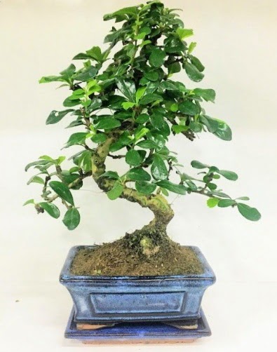 S Bonsai japon a�ac� bitkisi Gaziosmanpa�a Mah �i�ek g�nderme 