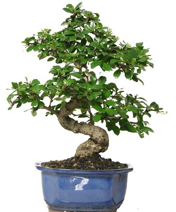 21 ile 25 cm aras� �zel S bonsai japon a�ac� H�rriyet Mah 14 �ubat sevgililer g�n� �i�ek 