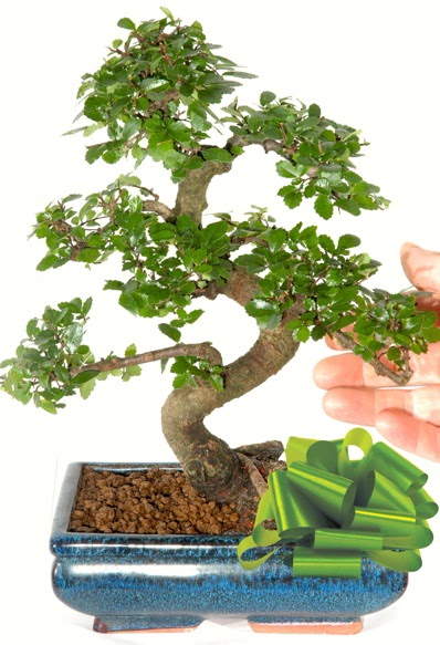Yaklak 25 cm boyutlarnda S bonsai Atatrk Mah yurtii iek siparii 