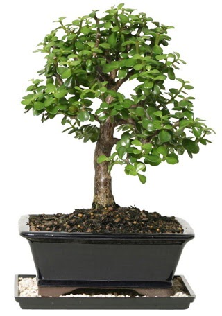 15 cm civar Zerkova bonsai bitkisi Atatrk Mah yurtii iek siparii 