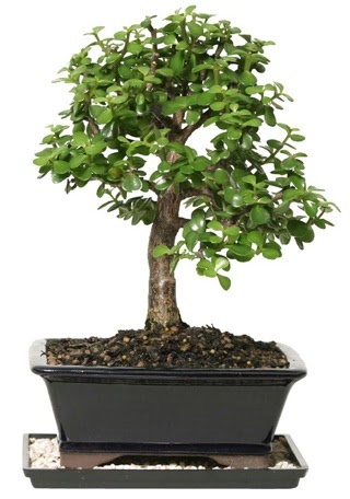 15 cm civar� Zerkova bonsai bitkisi Atat�rk Mah yurti�i �i�ek sipari�i 