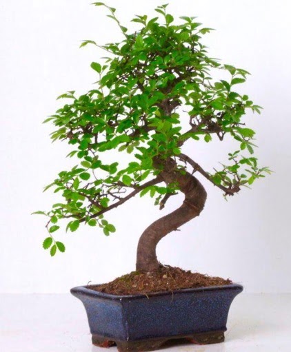 S g�vdeli bonsai minyat�r a�a� japon a�ac� Plevne Mahallesi �i�ek ma�azas� 