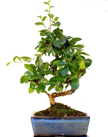 Bonsai Minyat�r A�a� Bonzai S G�vde Tando�an Mah g�venli kaliteli h�zl� �i�ek 