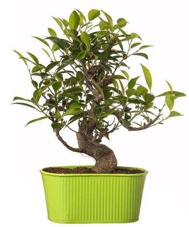 Ficus S gvdeli muhteem bonsai Atatrk Mah yurtii iek siparii 