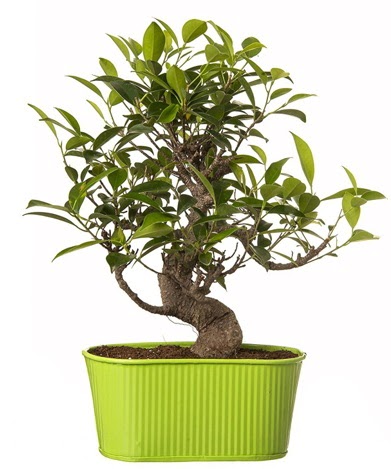 Ficus S g�vdeli muhte�em bonsai Atat�rk Mah yurti�i �i�ek sipari�i 