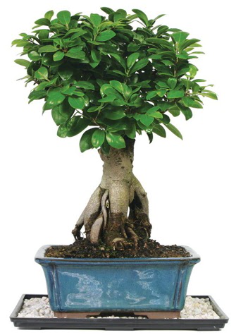 Bonsai Ginsing Grafted Ficus Bonsai Ertu�rulgazi Mah �i�ek g�nderme 