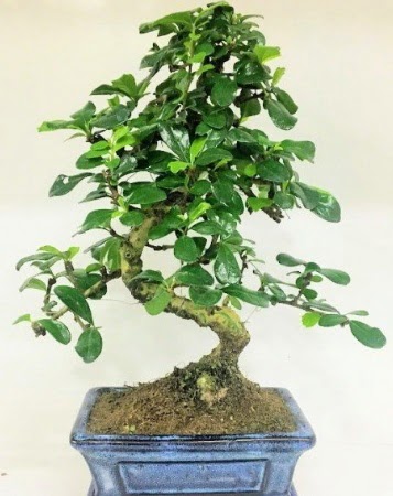 Zelkova S g�vdeli Minyat�r a�a� Bonzai Ankara Sincan cicekci 