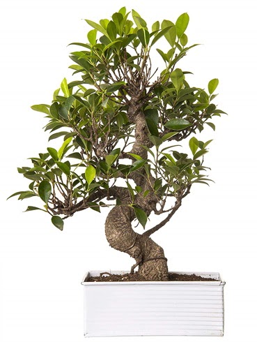 Exotic Green S G�vde 6 Year Ficus Bonsai Plevne Mahallesi �i�ek ma�azas� 