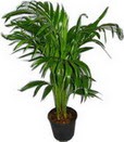 Atat�rk Mahallesi �i�ek sipari�i  Areca palm  