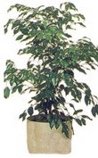 Sincan �i�ek sipari�i vermek  Ficus benjamin 