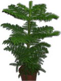 Yunusemre Mah hediye �i�ek yolla  Araucaria 