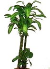 gaziosmanpa�a ucuz �i�ek g�nder  Dracaena massengena