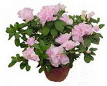 Atat�rk Mahallesi �i�ek sipari�i  Rhodendron latince A�elya 