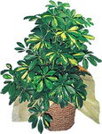 Sincan �i�ek sipari�i vermek  Schefflera gold 