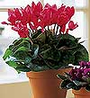 �stasyon Mah �i�ek yolla  Cyclamen 